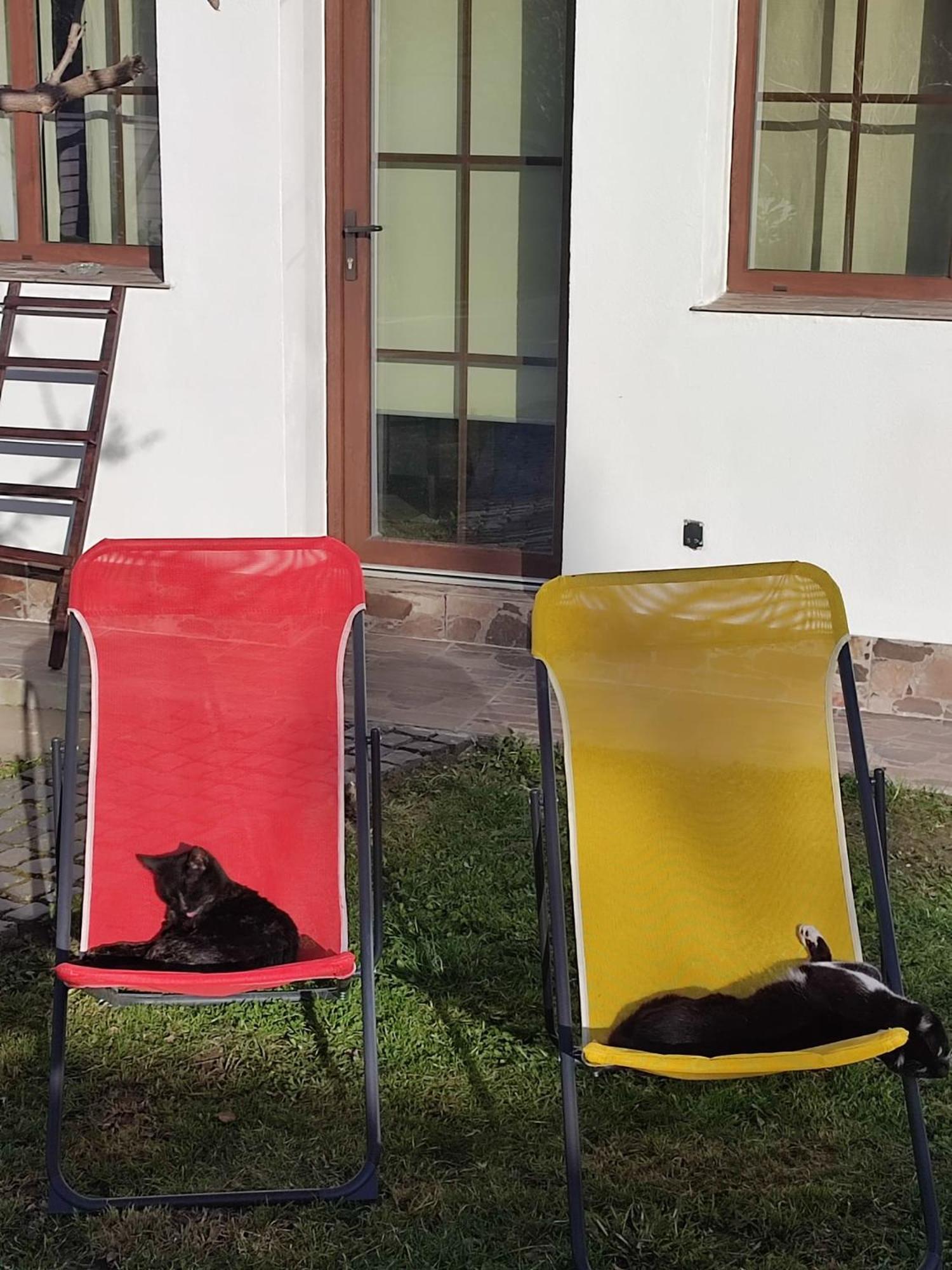Courtyard Studio Oradea Zewnętrze zdjęcie