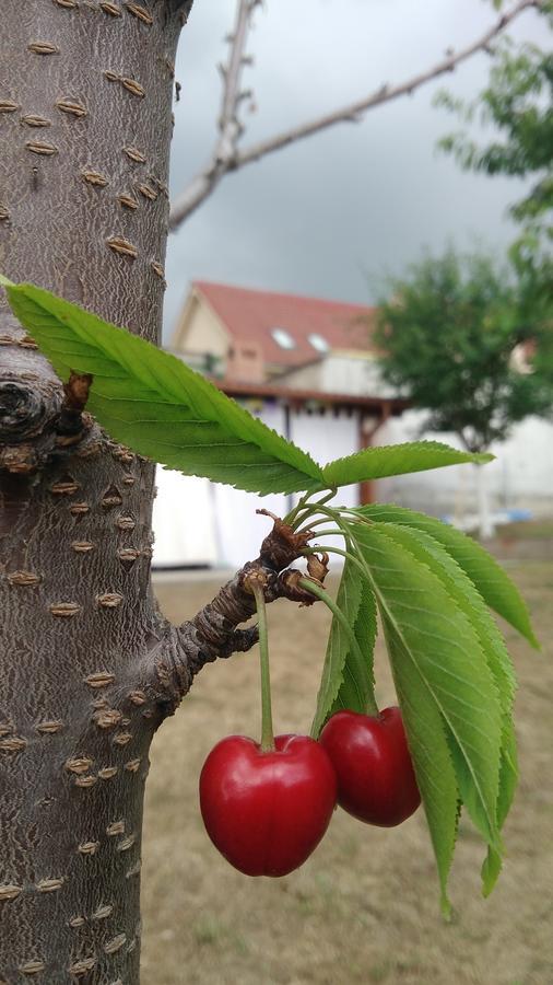 Courtyard Studio Oradea Zewnętrze zdjęcie